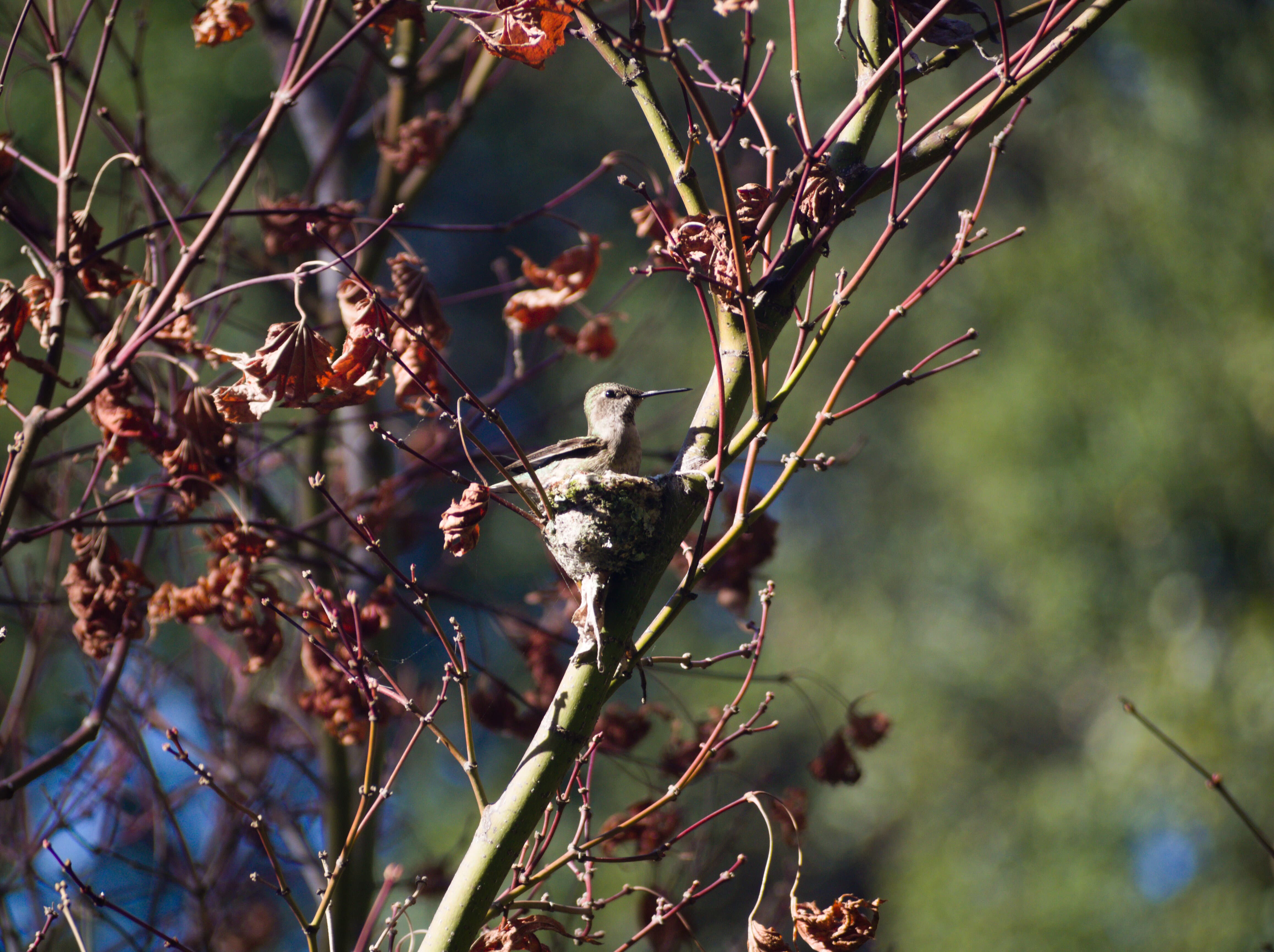 there would be a humming bird here but for some reason it is not!